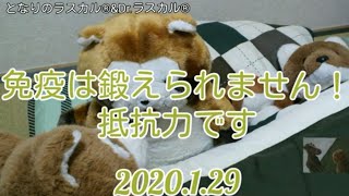 [ツイキャス] 免疫力は鍛えられません！抵抗力です (2020.01.29)