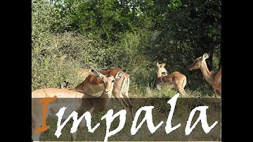 Kruger National Park Impala (Aepyceros melampus) Video | Kruger Antelopes | Stories Of The Kruger