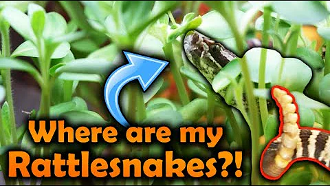 Sunflowers took over our Rattlesnakes' Enclosures!