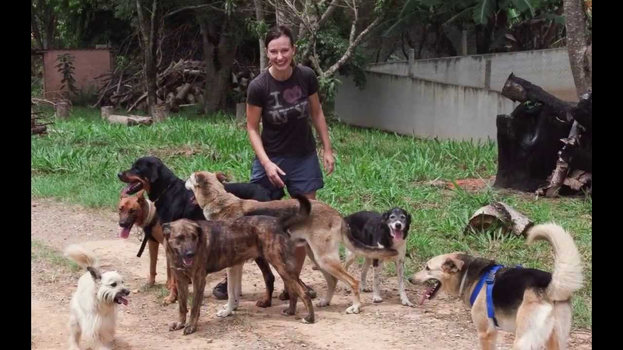 packs and dogs friends for my pack melhores amigos para packs and dogs friends for my pack melhores amigos para
