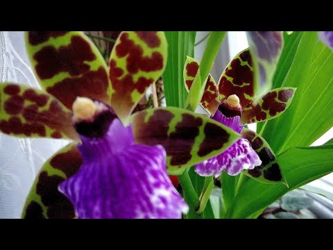 Video: Zigopetalum Ara