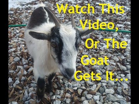 Welcome to Grumpy Acres; our little homestead - YouTube