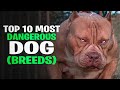 Top 10 most dangerous dog breeds in the world