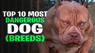 Top 10 Most Dangerous Dog Breeds in the World