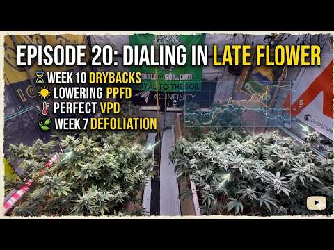 Episode 20| Dialing in Late Flower