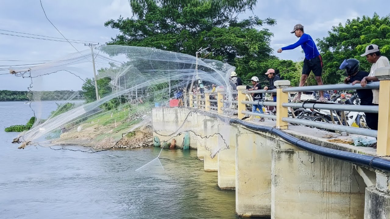 Epic Cast Net Fishing from the Bridge – Amazing Catch!