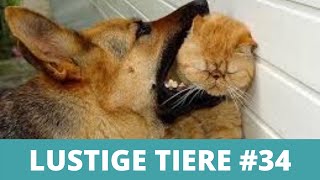 😹 LUSTIGE TIERE 😹 - Compilation lustige und witzigen Tiere Videos #34 by Enjoy Pets 115 views 3 years ago 7 minutes, 23 seconds