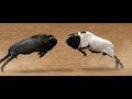 Epic wild animals fight big horn sheep  embestidas de poder