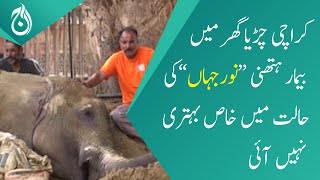 Sick elephant &ldquo;Noor Jehan&rsquo;s&rdquo; condition did not improve significantly - Aaj News