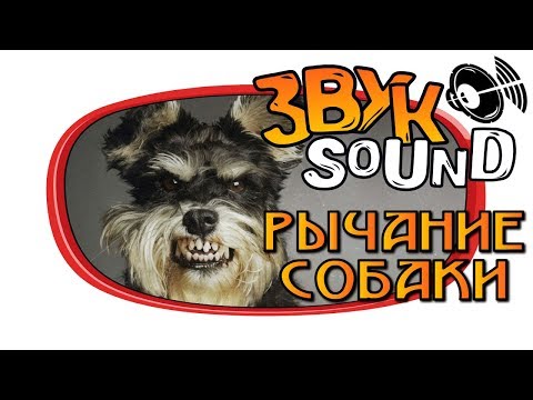 Рычание собаки ЗВУК