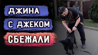 Перс покусал Джека. Джина сбежала. Разорвали лежанки и уничтожили диван. Переливание крови. Грумминг