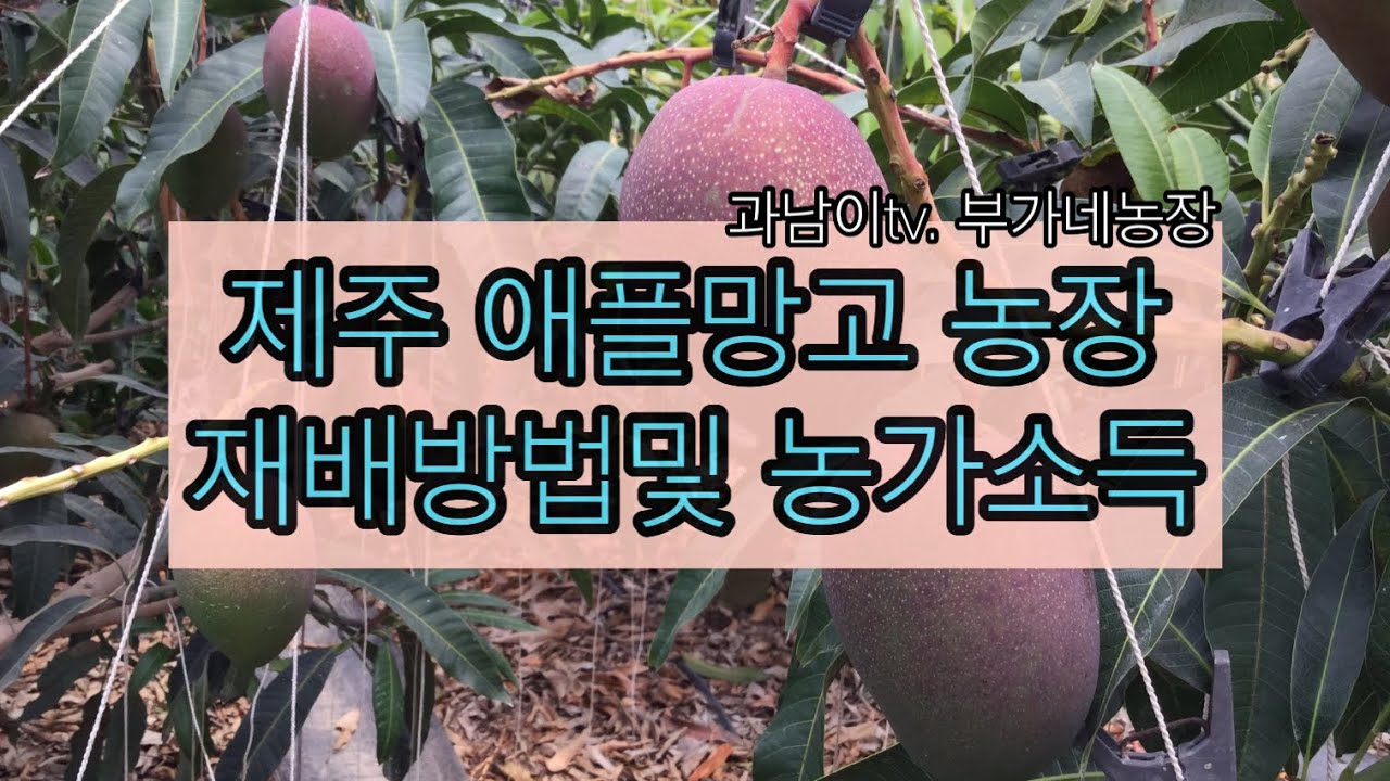 애플망고농장  애플망고 재배 방법 및 농가소득 애플망고키우기