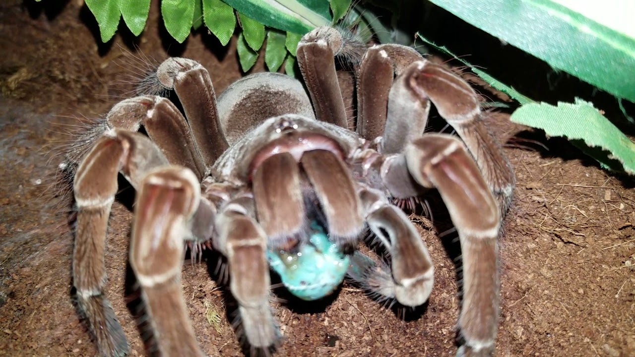 Burgundy Goliath Tarantula Takes Down Hornworm Feeding 14 YouTube
