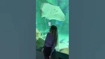 Красивый и большой скат улыбается. Прогулка в Москвариуме 🐠🐋🦈