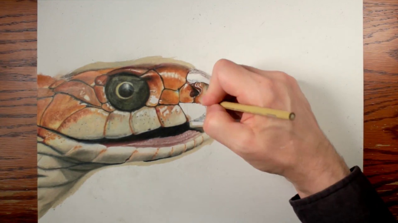 How To Draw A Snake Easy With Pencil - Design Talk