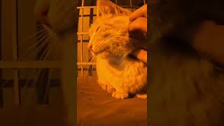 Turuncu Kedi Turunçgille Anlaştık.