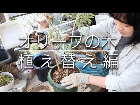 47 Olive Tree Repotting Guide - YouTube