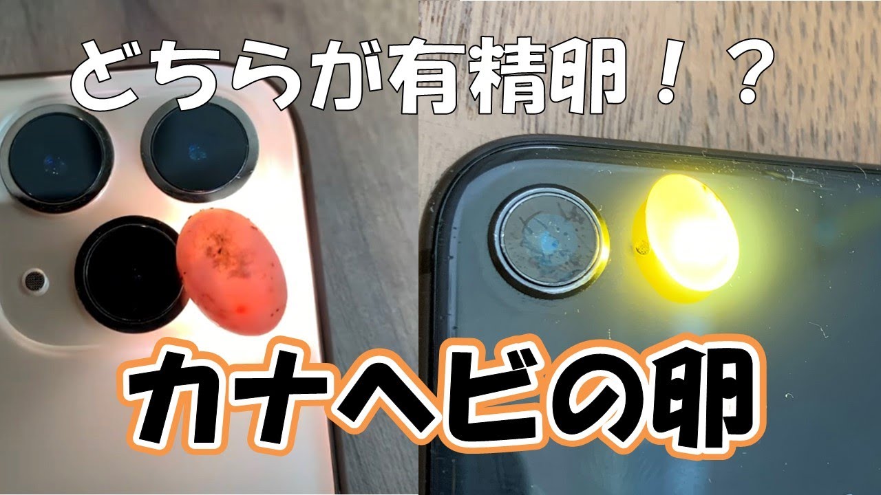 【アオカナヘビ初産卵】誰でもできる有精卵と無精卵の見分け方
