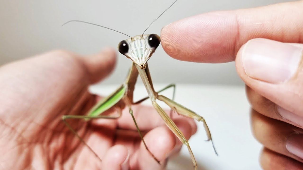 The Process Of Making Friends With The Giant Mantis