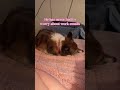 My corgi lives a soft life
