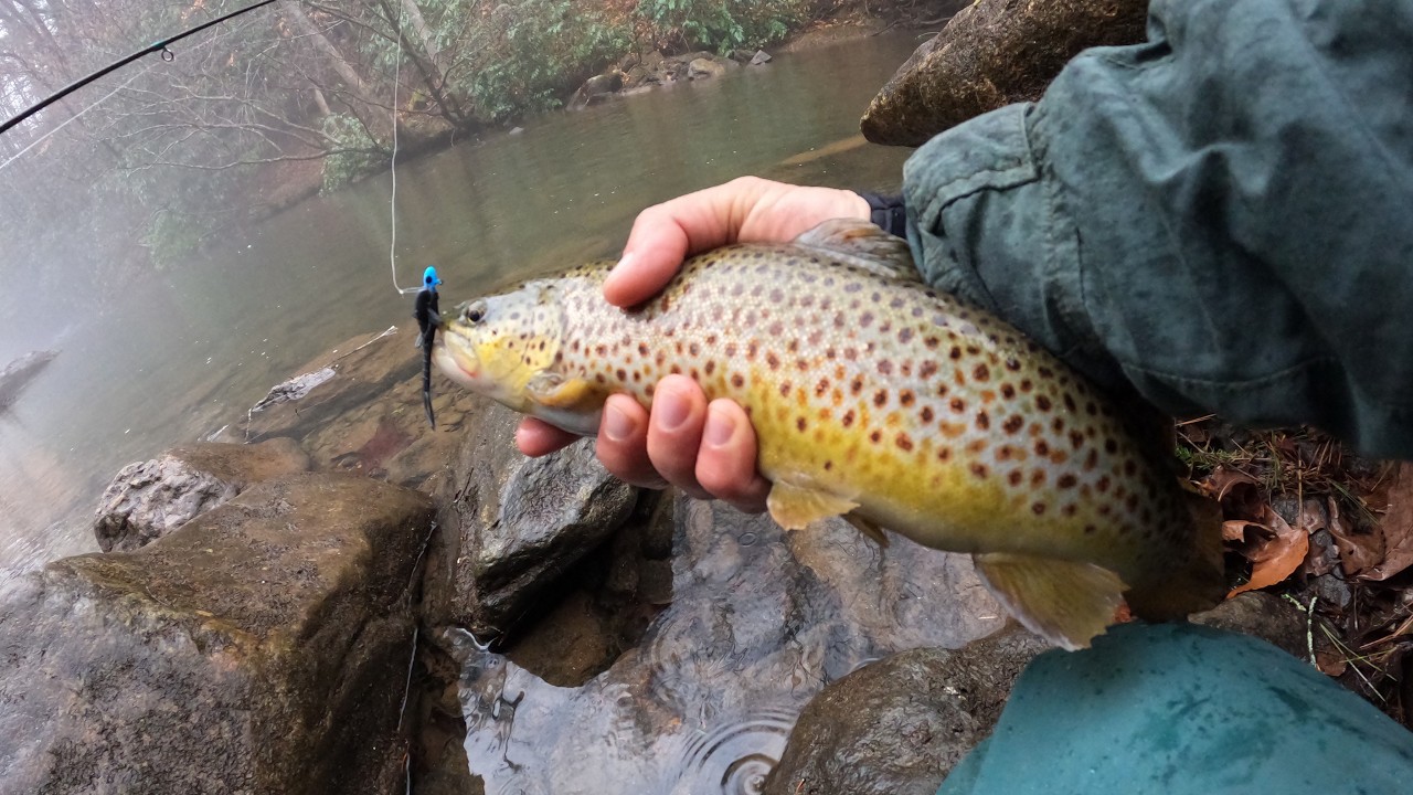 Drizzly Winter Trout Morning