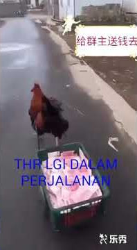 Video lucu cara nganter thr pake hewan