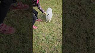 I am training a Japanese Spitz