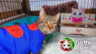 The Stray Cat Wore a New Outfit After Being Spayed | Lucky Paws