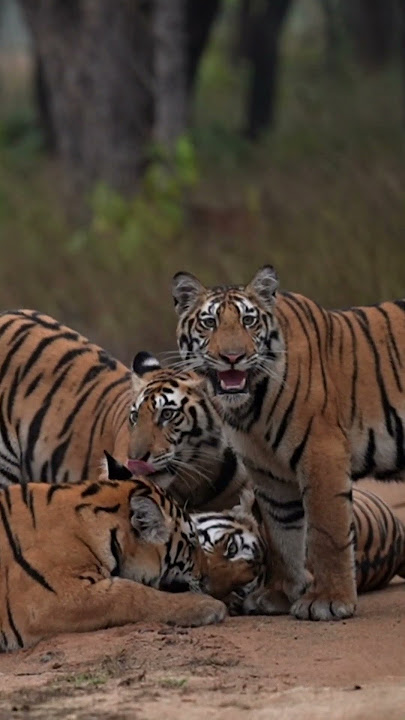 Tigers of India | Panna Tiger Reserve | MP Tourism | Madhya Pradesh