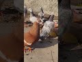 Mera kabuter kho gya 😭😱 #pigeon #kabootar #amanyt #manifestedit #bullymaguire #youtubeshorts #trend