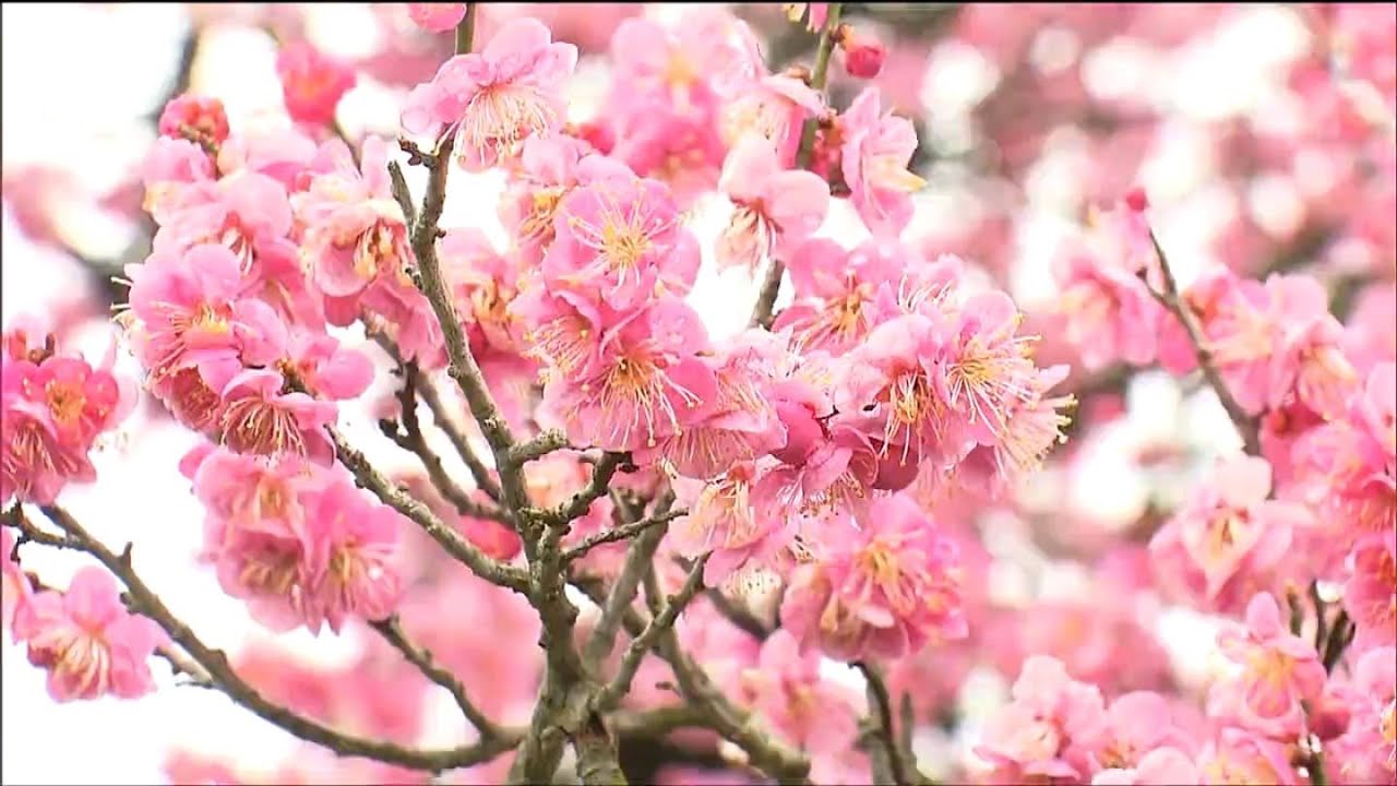 梅ページです The vibrant pink and white plum blossoms are in full bloom, about
