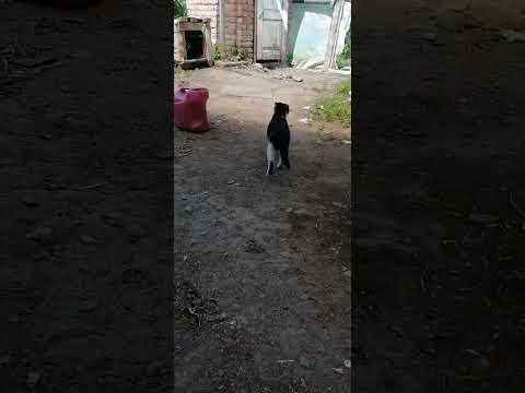 убийца змей