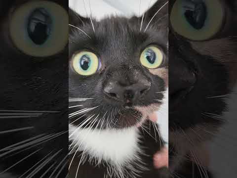 Watch: Unique cat born with two noses #Shorts