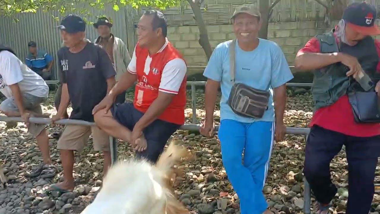 Pasar pon kalidawir tulung agung(07 03 2026)harga kambing meningkat#
