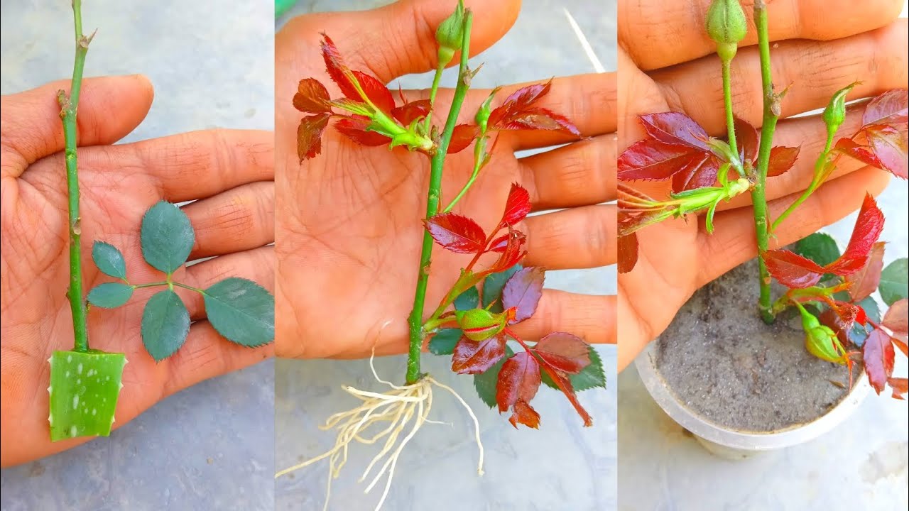 Branch Of Roses How to grow many branch of rose |#trending #viral #trend #shorts# ...