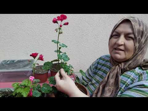 Video: Sonbaharda Zambaklar: Dikim, Bakım