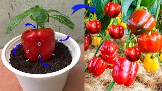 Don't waste your money, you can propagate any plant at home very simply | Relax Garden