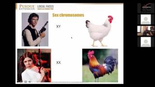 Avian genetics: Introduction to poultry breeding