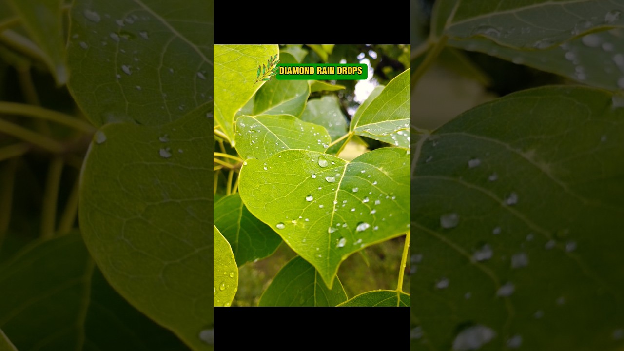 Diamonds in Dew | Whispers of Raindrops | Post-Rain Freshness | Inspirational Views 