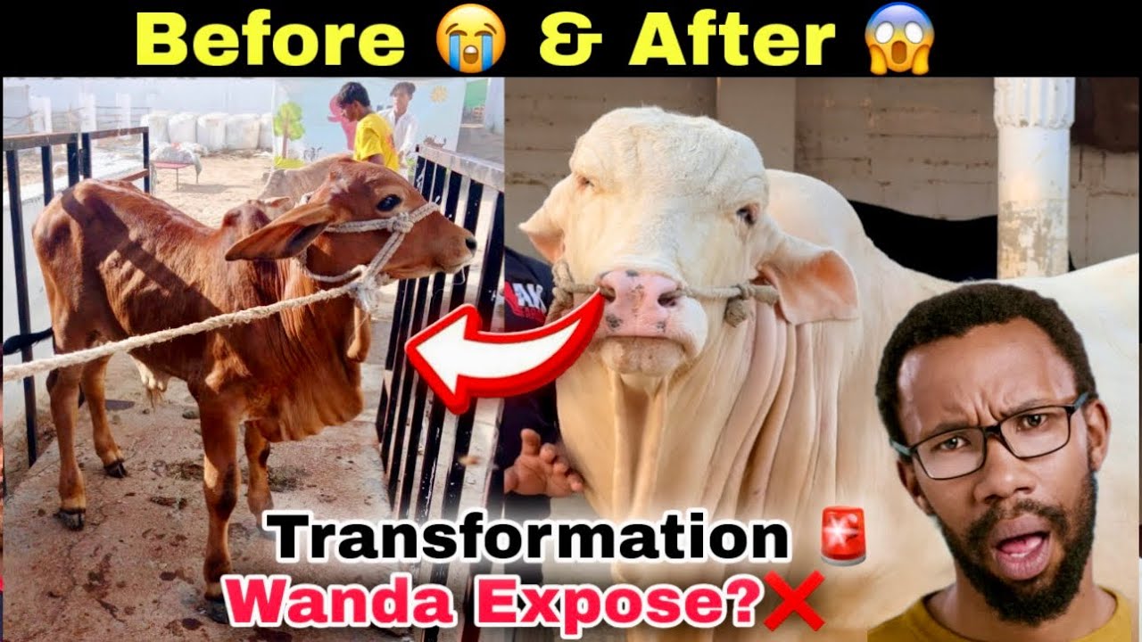 Wanda Ingredients ?🚨 | Qurbani 2026 Collection At Jameel Memon Cattle Mandi | Cow Mandi 2026