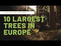 TOP 10 LARGEST TREES IN EUROPE RANDOM COOL UPLOADS