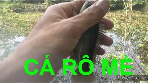 Đi câu cá chẽm riết ế ẩm quá, Câu cá Rô đồng củng vui lắm nghen mấy Ní ơi || Thiên Nhiên Muôn Loài