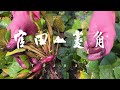 官田農會-新鮮菱角仁(300gX5包)-含運組-冷凍配 product youtube thumbnail