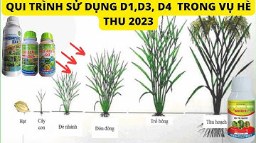 CÁCH SỬ DỤNG ORGANIC D1, KALI HỮU CƠ D3 VÀ CỨNG CÂY D4 TRONG VỤ HÈ THU 2023 MANG LẠI HIỆU QUẢ CAO