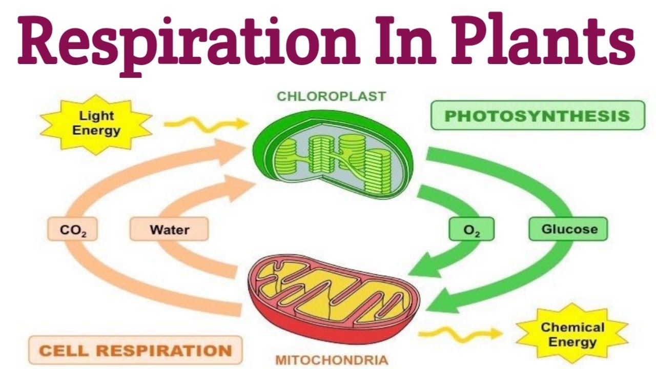 RESPIRATION IN PLANTS!!06 KREB'S CYCLE. YouTube