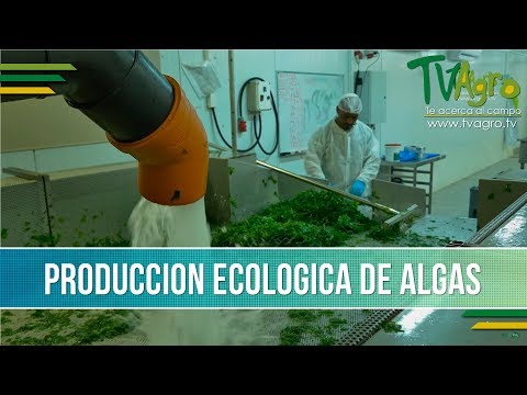 Video: Cómo Plantar Algas