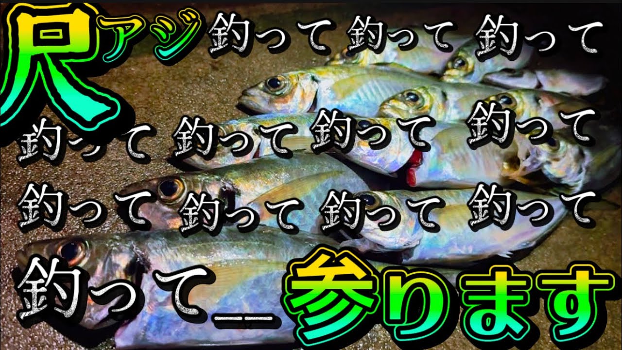 【雑賀崎尺アジ釣り】尺アジ大爆釣✨釣って！釣って！釣って！参ります