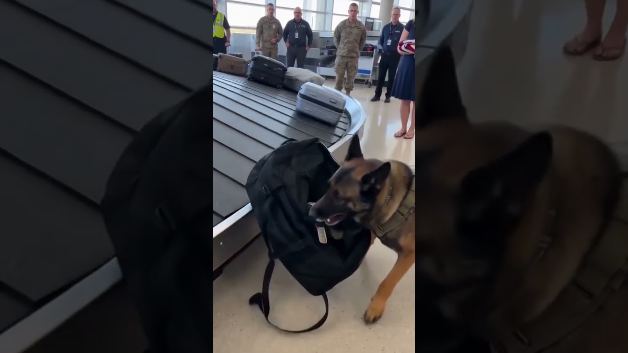 This K9 went wild at baggage claim. The reason why left us all in tears 😭