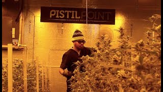 A look inside an Oregon cannabis grow facility