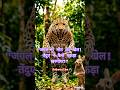 "देखिए तेंदुए का तेज़ हमला! खरगोश बच नहीं पाया"#LeopardHunt #NatureVideo #WildlifeLovers #Jungle...